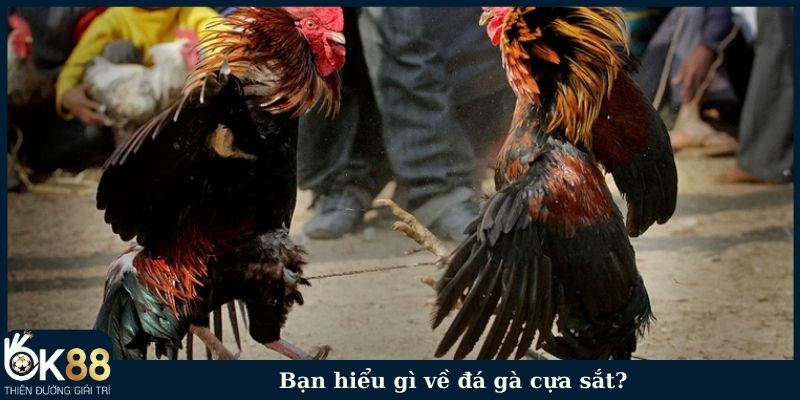 Bạn hiểu gì về đá gà cựa sắt?