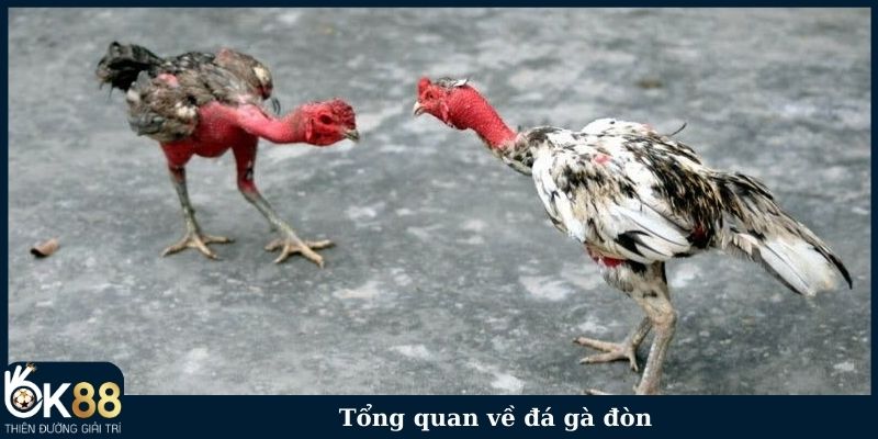 Tổng quan về đá gà đòn